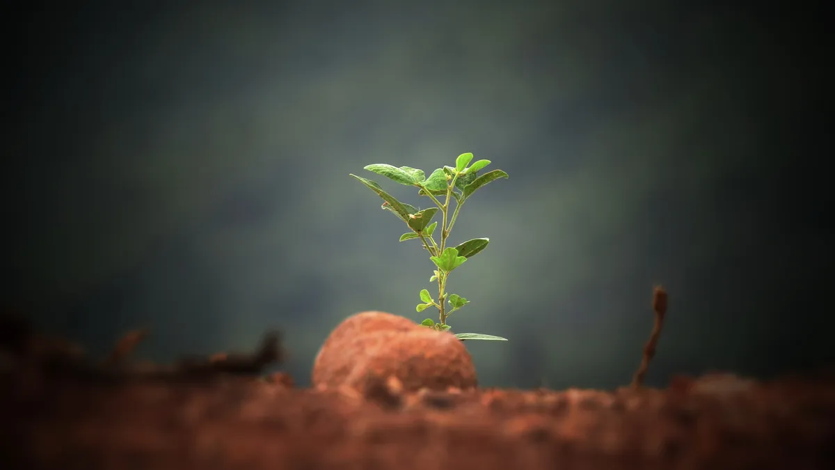 Young plant growing from soil